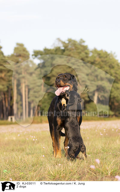 2 Hunde / 2 dogs / KJ-03011