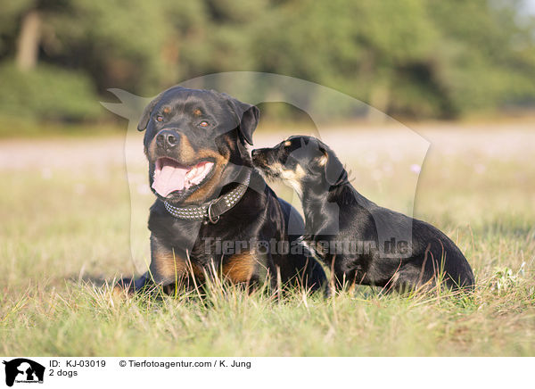2 Hunde / 2 dogs / KJ-03019