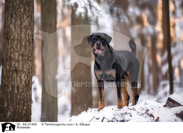 Rottweiler / AE-01495