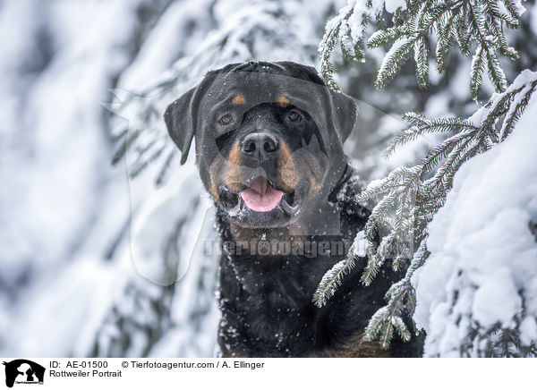 Rottweiler Portrait / Rottweiler Portrait / AE-01500
