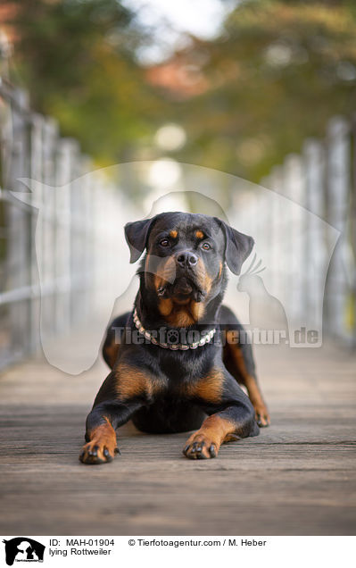 lying Rottweiler / MAH-01904