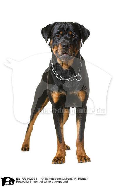 Rottweiler vor weiem Hintergrund / Rottweiler in front of white background / RR-102958