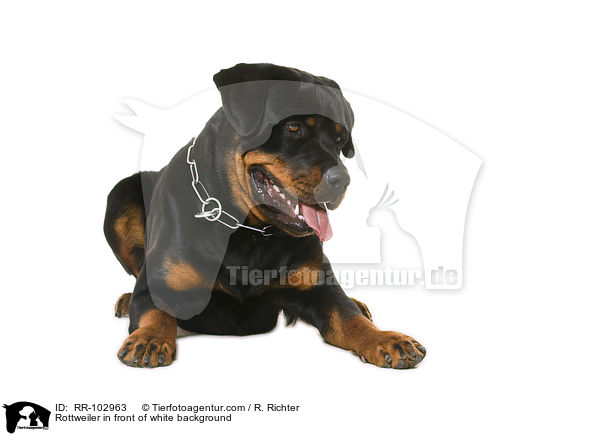 Rottweiler in front of white background / RR-102963