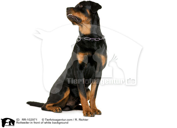 Rottweiler in front of white background / RR-102971