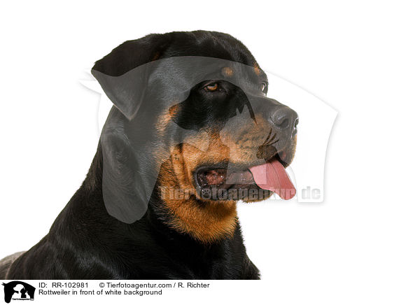 Rottweiler in front of white background / RR-102981