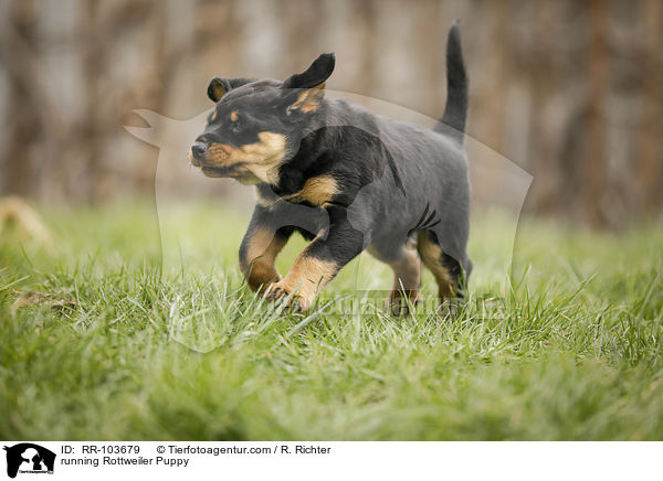 running Rottweiler Puppy / RR-103679