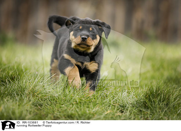 running Rottweiler Puppy / RR-103681