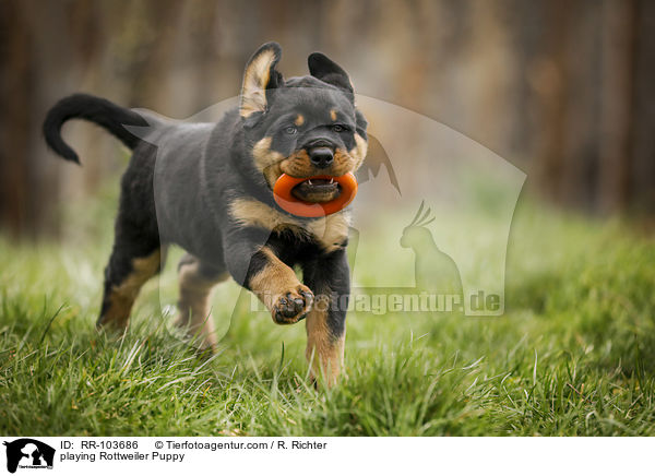 playing Rottweiler Puppy / RR-103686