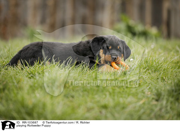 playing Rottweiler Puppy / RR-103687