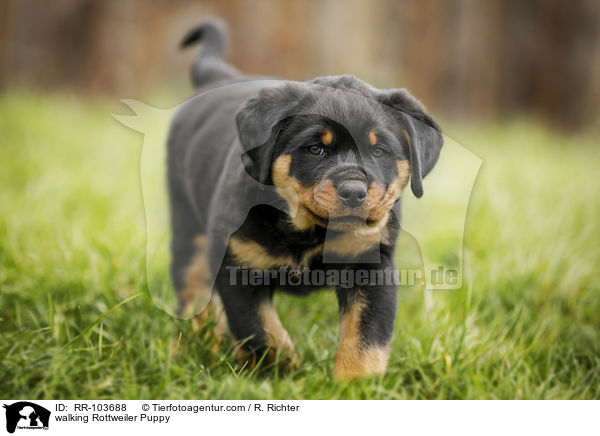 walking Rottweiler Puppy / RR-103688