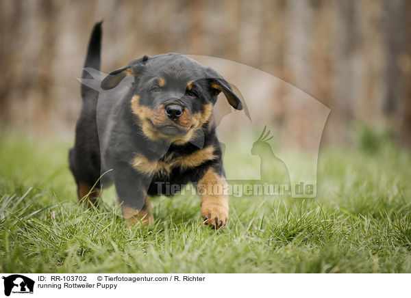 rennender Rottweiler Welpe / running Rottweiler Puppy / RR-103702