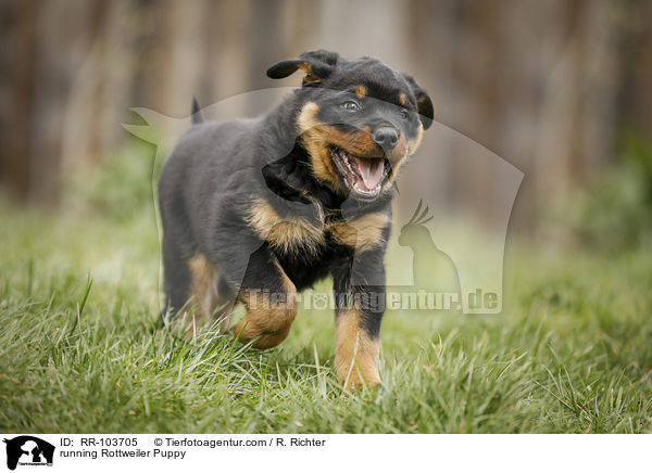 running Rottweiler Puppy / RR-103705