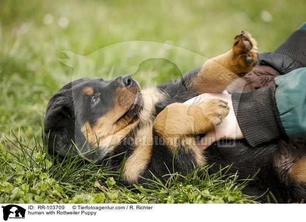 Mensch mit Rottweiler Welpe / human with Rottweiler Puppy / RR-103709