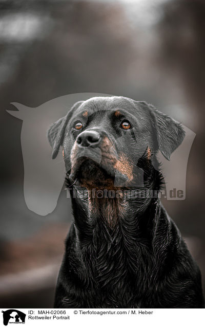 Rottweiler Portrait / MAH-02066