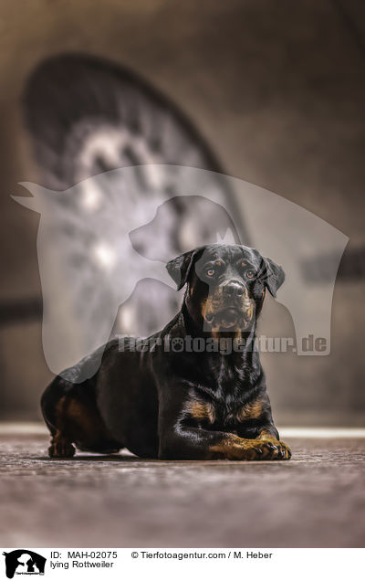 liegender Rottweiler / lying Rottweiler / MAH-02075