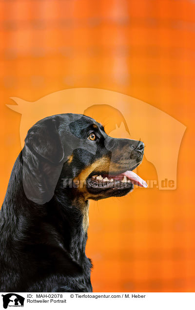 Rottweiler Portrait / MAH-02078