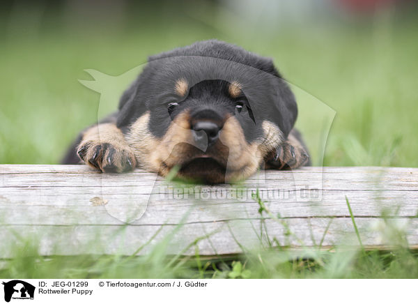 Rottweiler Welpe / Rottweiler Puppy / JEG-01299