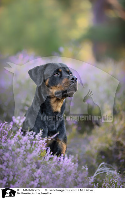 Rottweiler Rde in der Heide / Rottweiler in the heather / MAH-02269