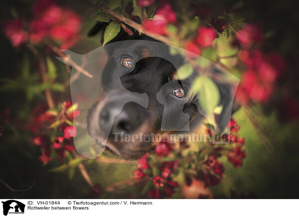 Rottweiler zwischen Blumen / Rottweiler between flowers / VH-01844
