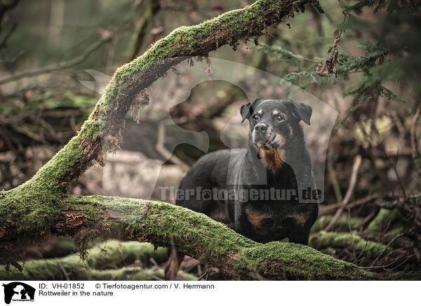 Rottweiler in the nature / VH-01852