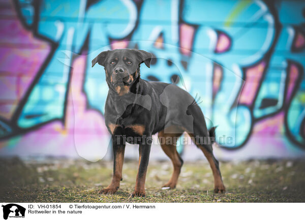 Rottweiler in der Natur / Rottweiler in the nature / VH-01854