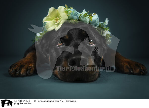 lying Rottweiler / VH-01876