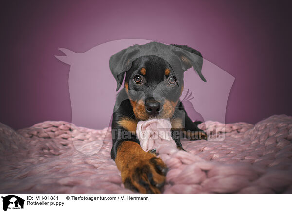Rottweiler puppy / VH-01881