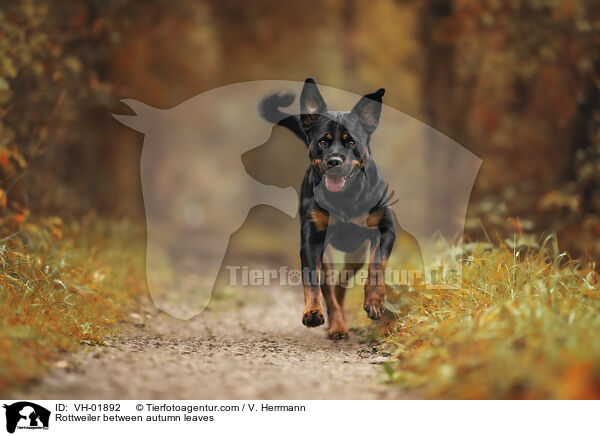 Rottweiler between autumn leaves / VH-01892