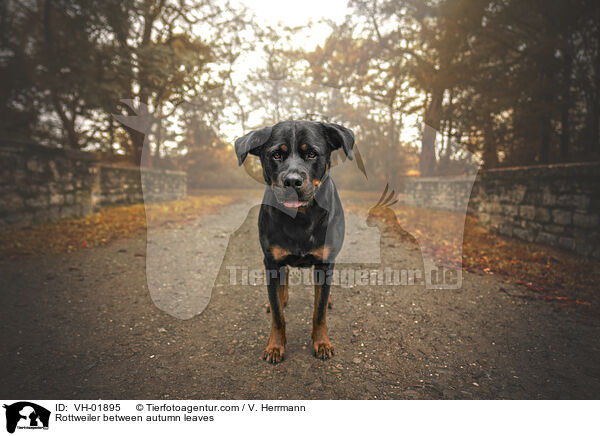 Rottweiler between autumn leaves / VH-01895