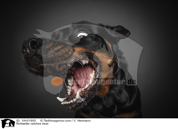 Rottweiler catches treat / VH-01900