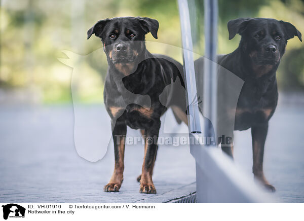 Rottweiler in the city / VH-01910