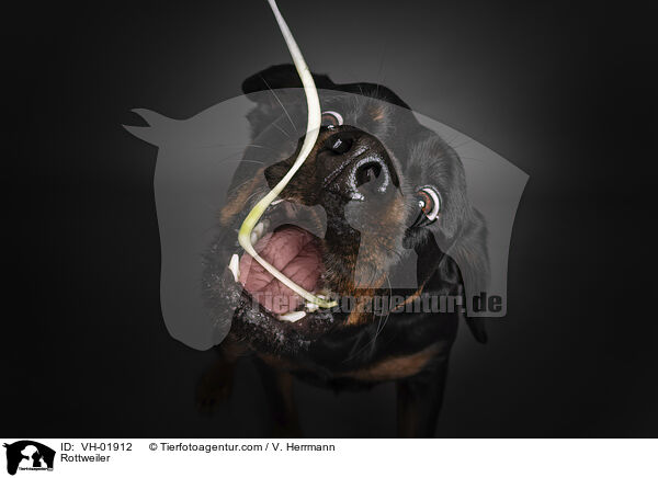 Rottweiler / Rottweiler / VH-01912
