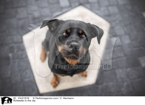Rottweiler in the city / VH-01916