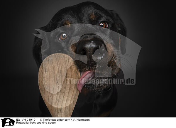Rottweiler licks cooking spoon / VH-01919