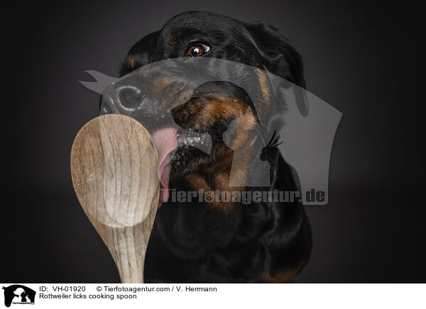 Rottweiler licks cooking spoon / VH-01920