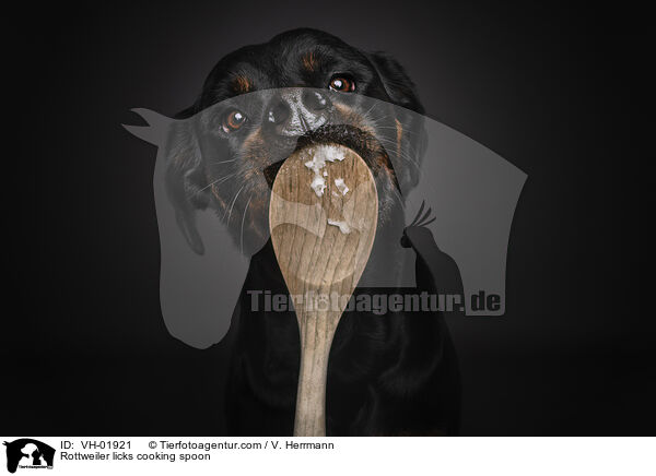 Rottweiler licks cooking spoon / VH-01921