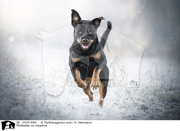 Rottweiler auf Wiese / Rottweiler on meadow / VH-01949