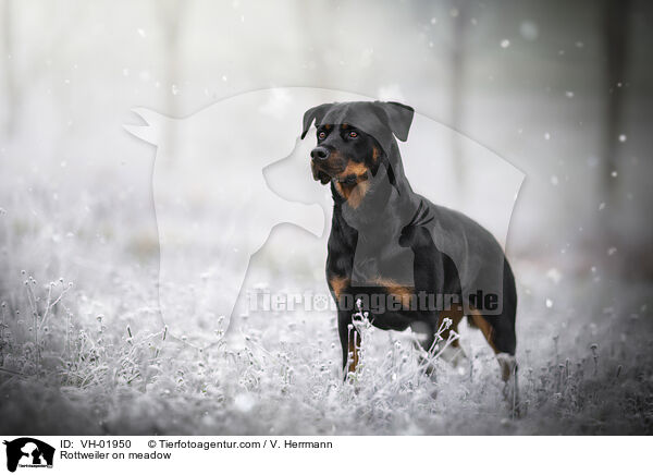 Rottweiler auf Wiese / Rottweiler on meadow / VH-01950