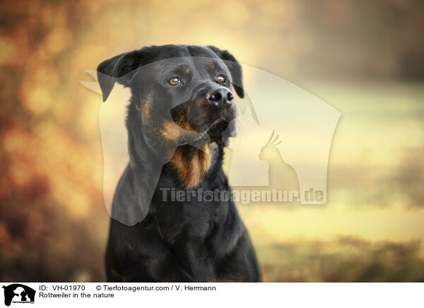 Rottweiler in the nature / VH-01970