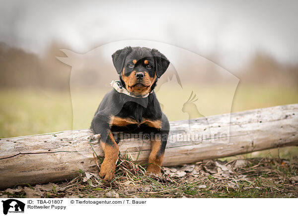 Rottweiler Puppy / TBA-01807