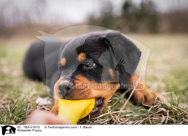 Rottweiler Welpe / Rottweiler Puppy / TBA-01813