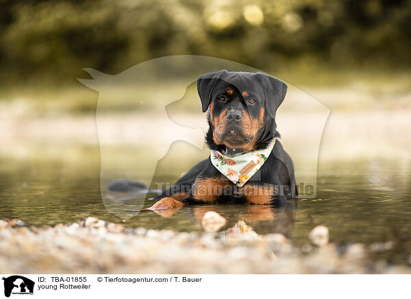 junger Rottweiler / young Rottweiler / TBA-01855