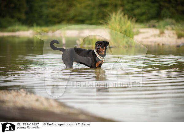 junger Rottweiler / young Rottweiler / TBA-01857