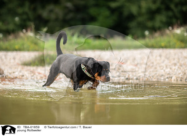junger Rottweiler / young Rottweiler / TBA-01859