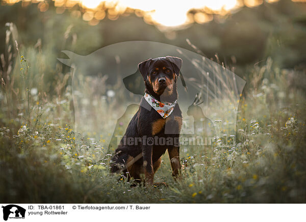 junger Rottweiler / young Rottweiler / TBA-01861