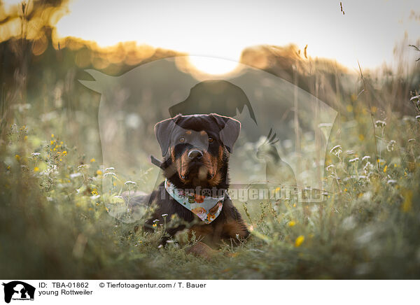 junger Rottweiler / young Rottweiler / TBA-01862