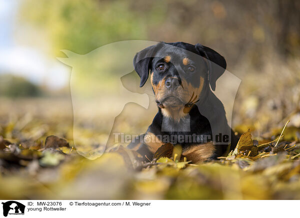 junger Rottweiler / young Rottweiler / MW-23076