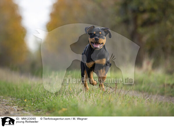 young Rottweiler / MW-23095