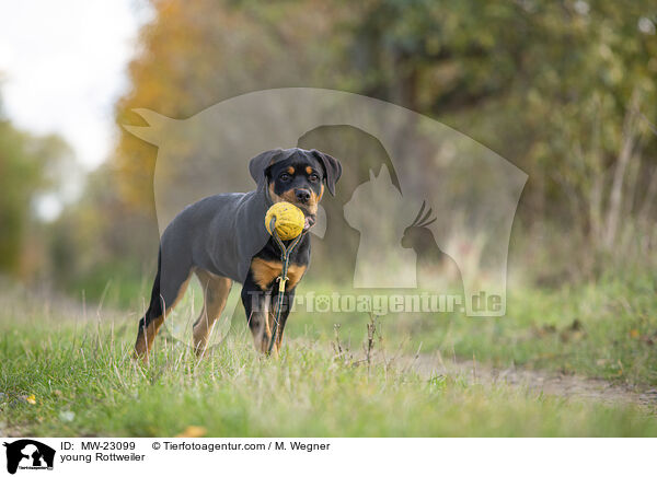 junger Rottweiler / young Rottweiler / MW-23099