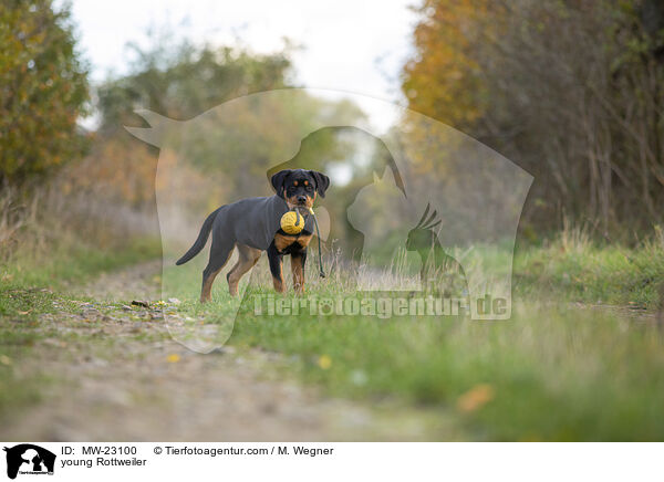 young Rottweiler / MW-23100